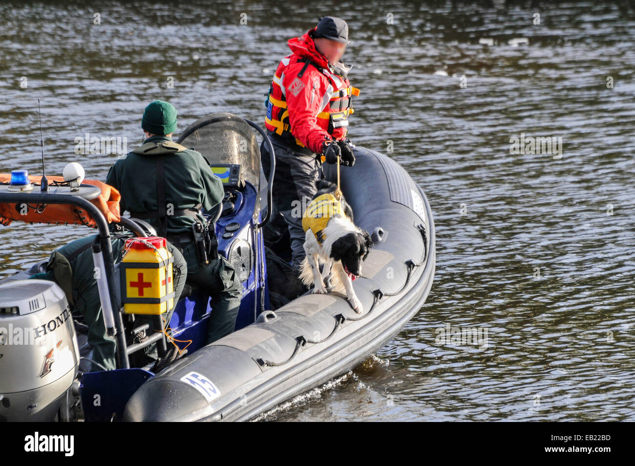 Belfast, Irlanda del Nord. 24 nov 2014 - UN PSNI sniffer cane che sporgono dal bordo di una barca di fiutare l'acqua. Credito: Stephen Barnes/Alamy Live News Foto Stock