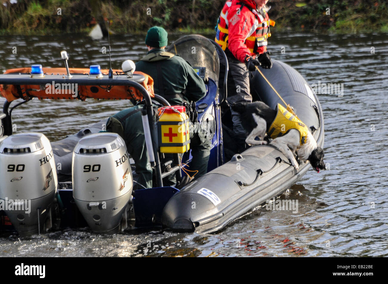 Belfast, Irlanda del Nord. 24 nov 2014 - UN PSNI sniffer cane che sporgono dal bordo di una barca di fiutare l'acqua. Credito: Stephen Barnes/Alamy Live News Foto Stock