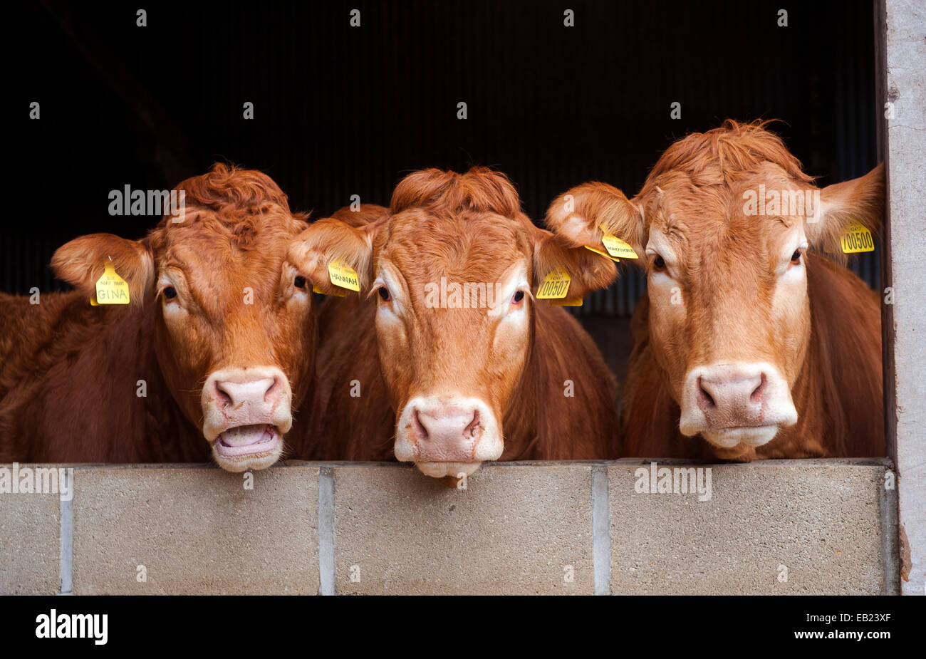 Limousin vacche di manzo cerca su una parete, Yorkshire, Regno Unito Foto Stock