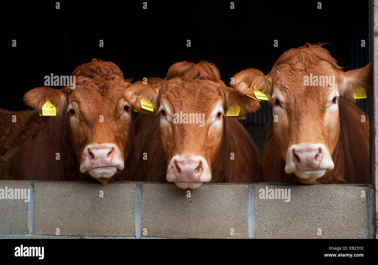 Limousin vacche di manzo cerca su una parete, Yorkshire, Regno Unito Foto Stock