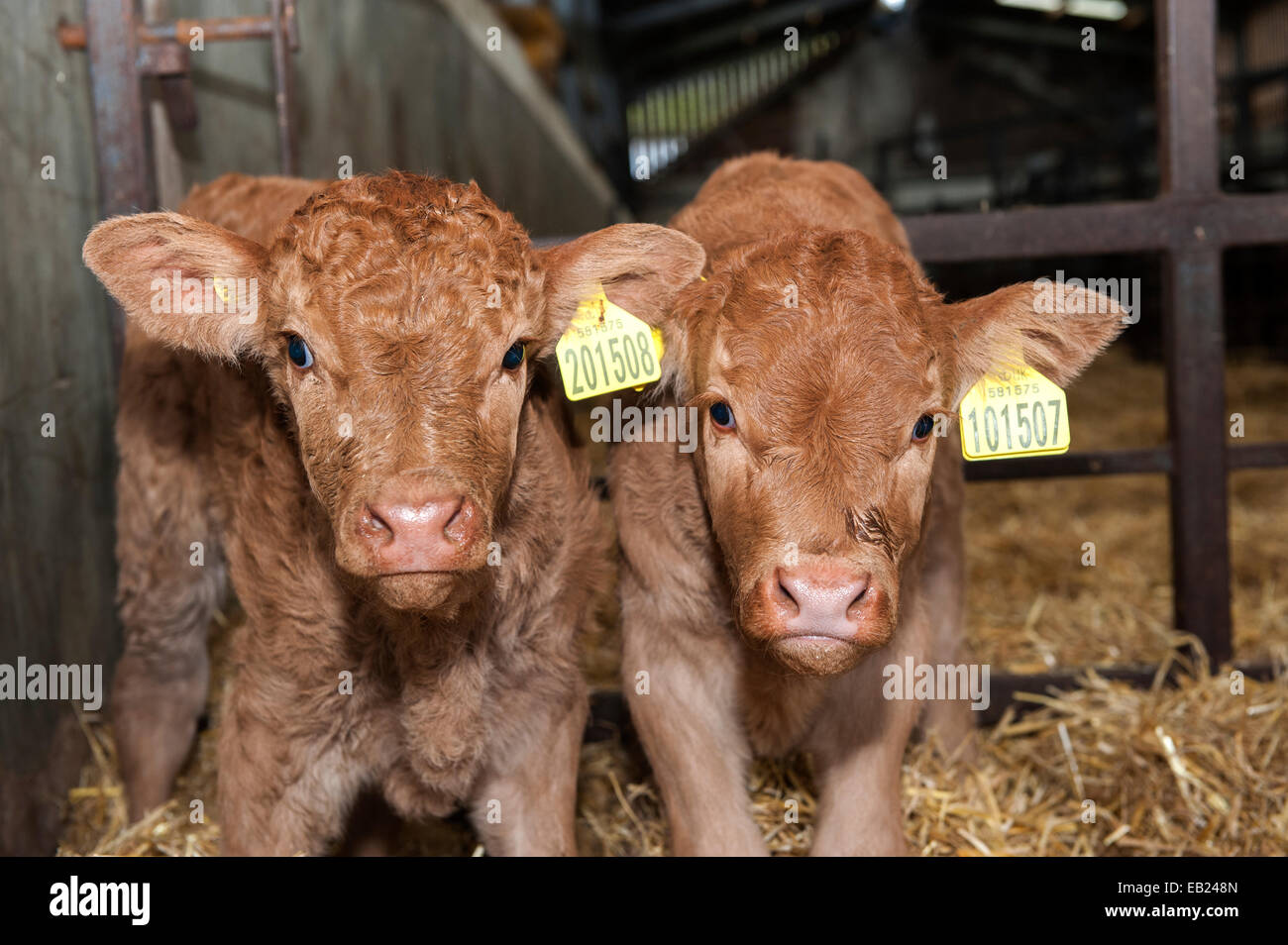 Coppia di giorno il vecchio Limousin vitelli nati come parte di un embrione di programma di trapianto per migliorare la genetica. Regno Unito Foto Stock