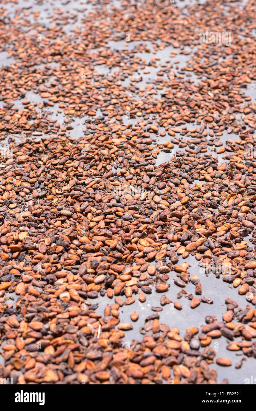 Le fave di cacao essiccamento sotto il sole sul tappetino. Messa a fuoco selettiva, profondità di campo. Foto Stock