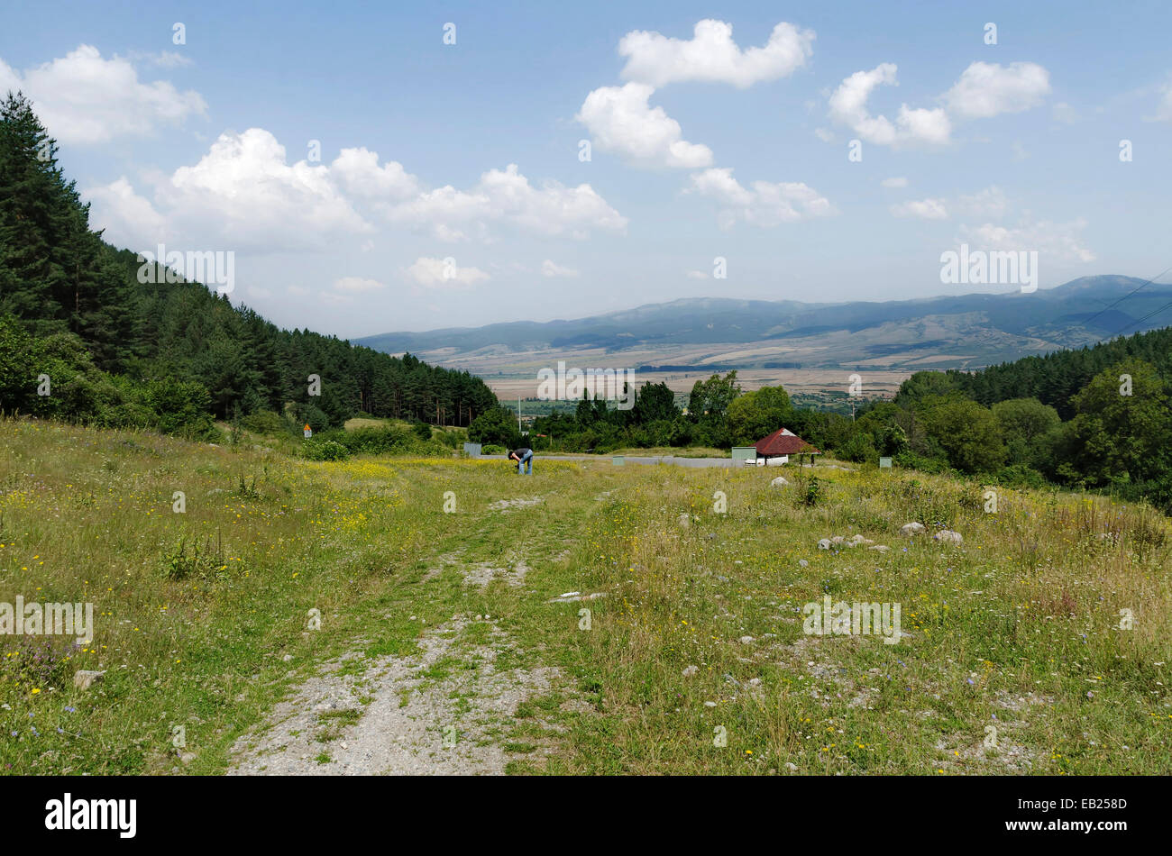 Verde bosco e Campo dei Fiori in montagna Rila, Bulgaria. Foto Stock