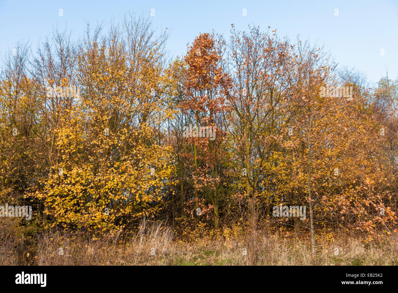Ceduo di alberi misti nel tardo autunno, Nottinghamshire, England, Regno Unito Foto Stock