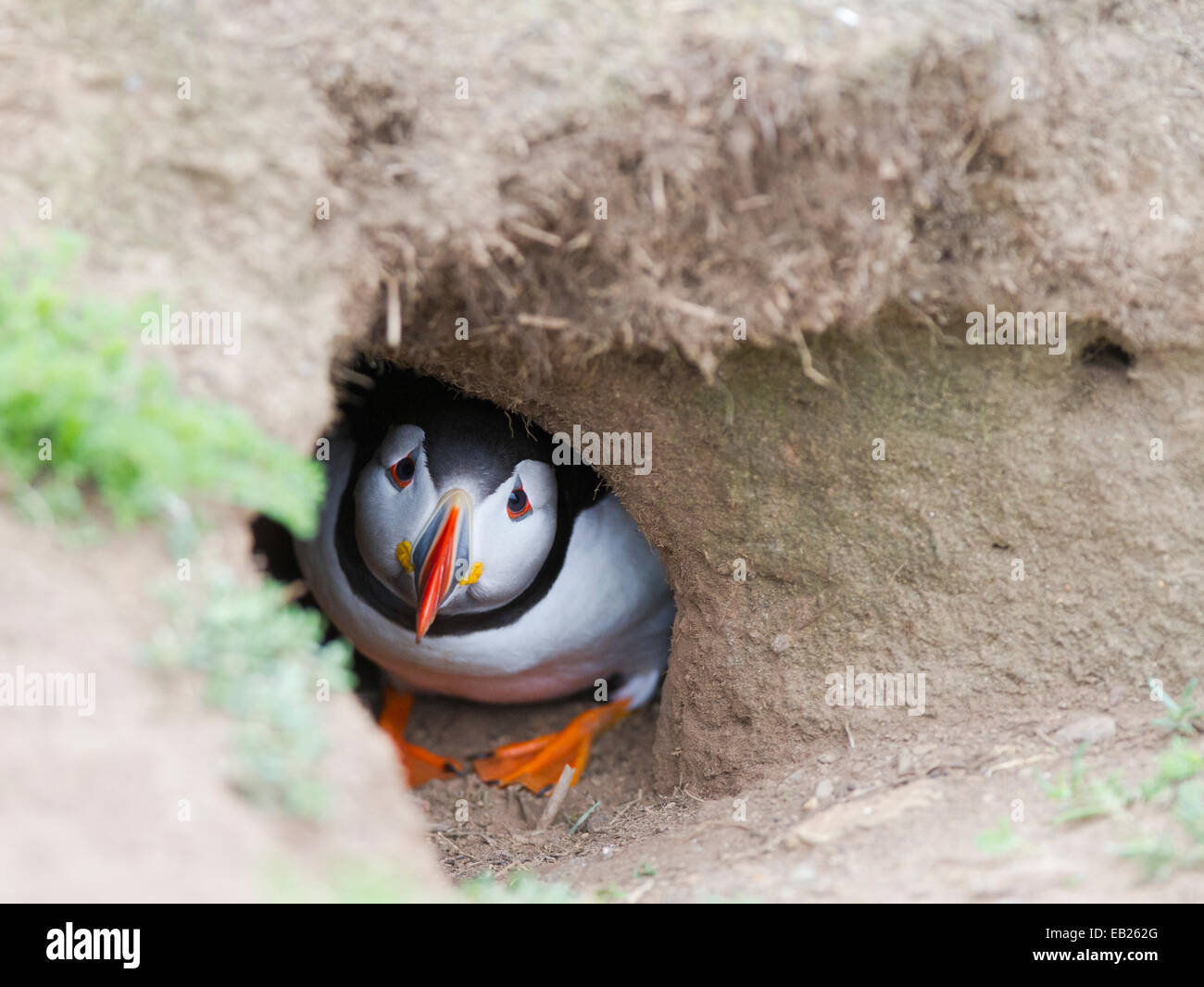 Puffin Fratercula arctica burrow in ingresso il peering fino alla fotocamera Foto Stock