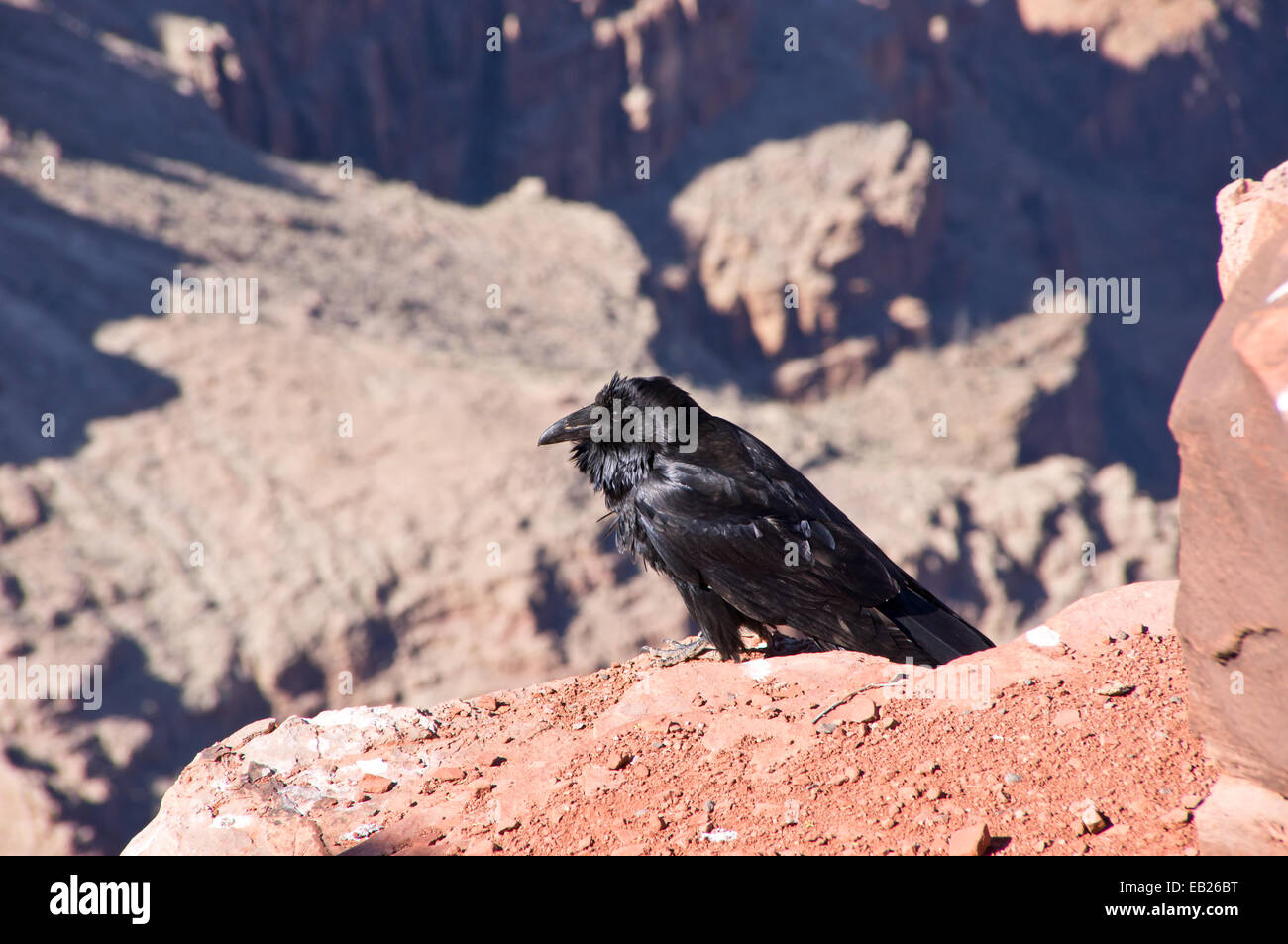 Un corvo seduto su una roccia presso il West Rim del Grand Canyon Foto Stock