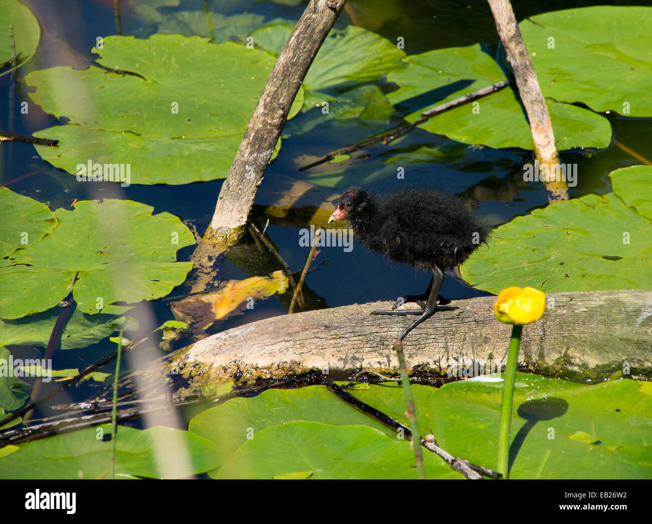 Un Coot chick in piedi su un log in un stagno Foto Stock