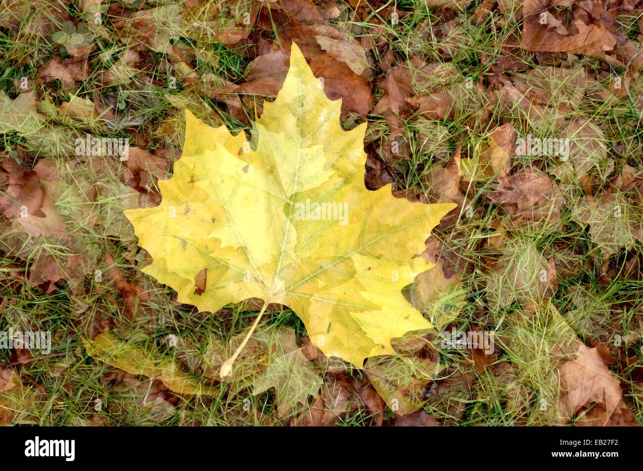 Foglie di albero piano Foto Stock
