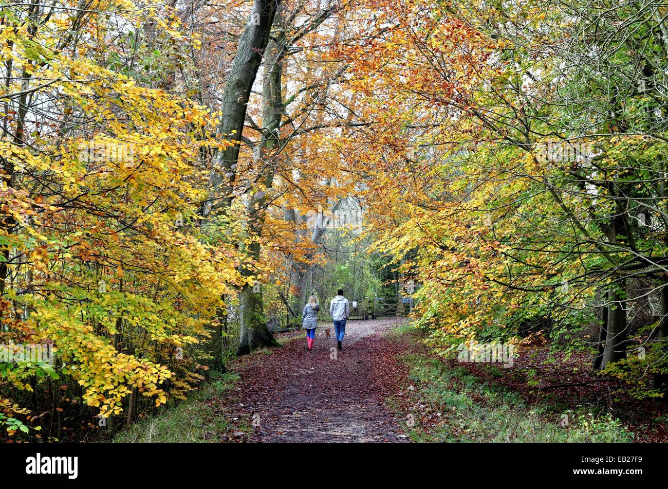 Coppia giovane passeggiate nel bosco autunnale,Surrey Hills Inghilterra REGNO UNITO Foto Stock