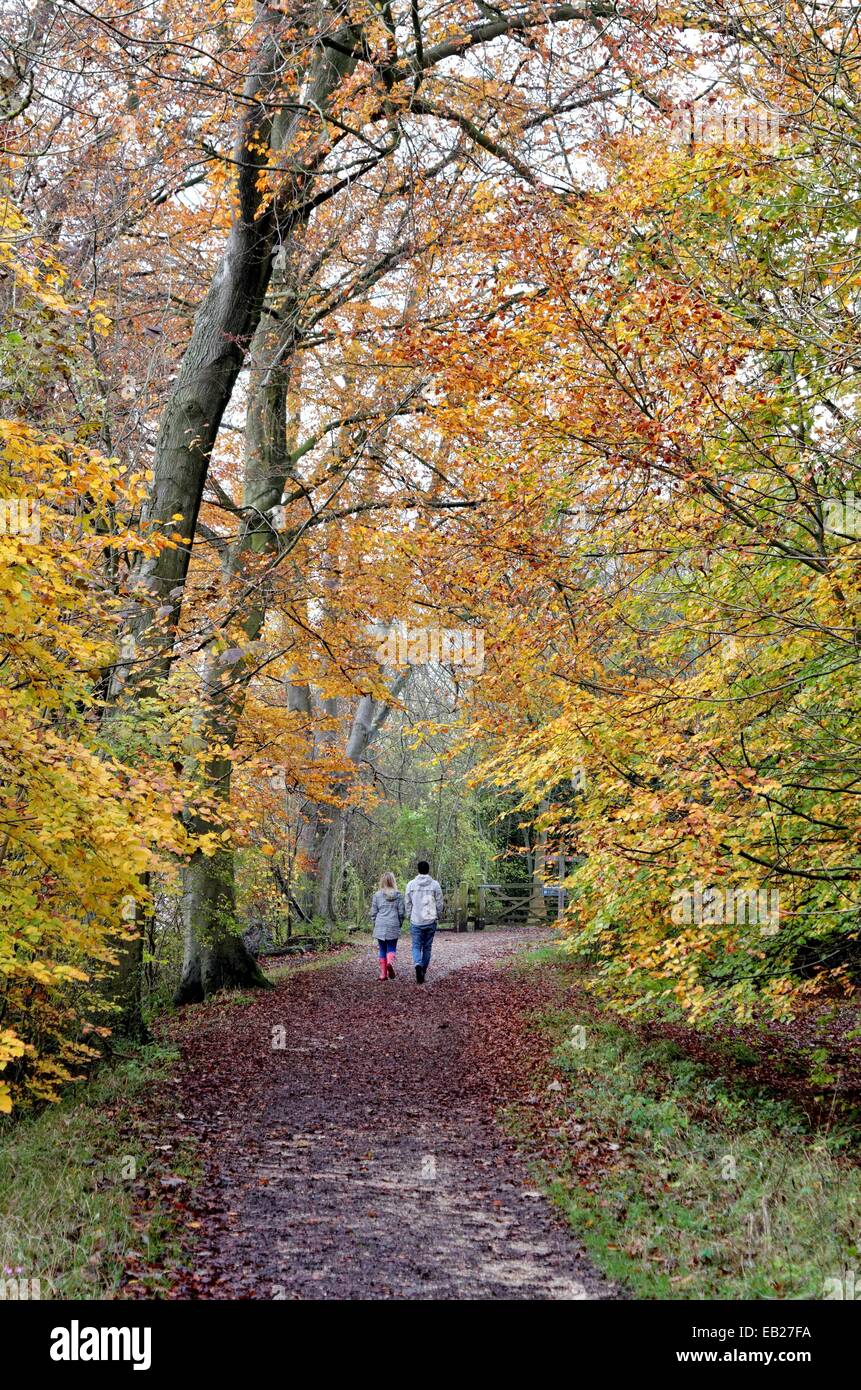 Coppia giovane passeggiate nel bosco autunnale Surrey Hills Foto Stock