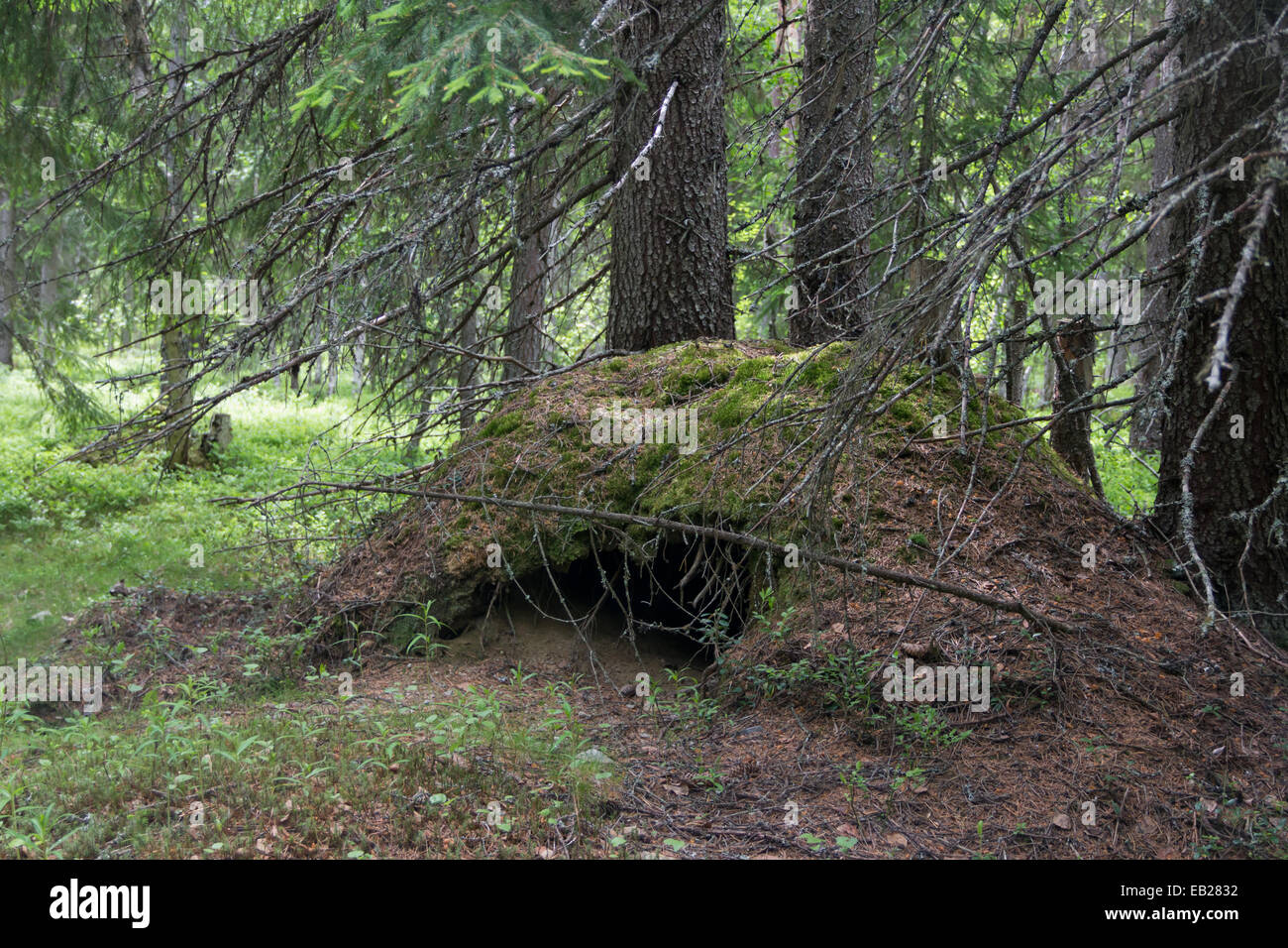 Tana di orso Foto Stock