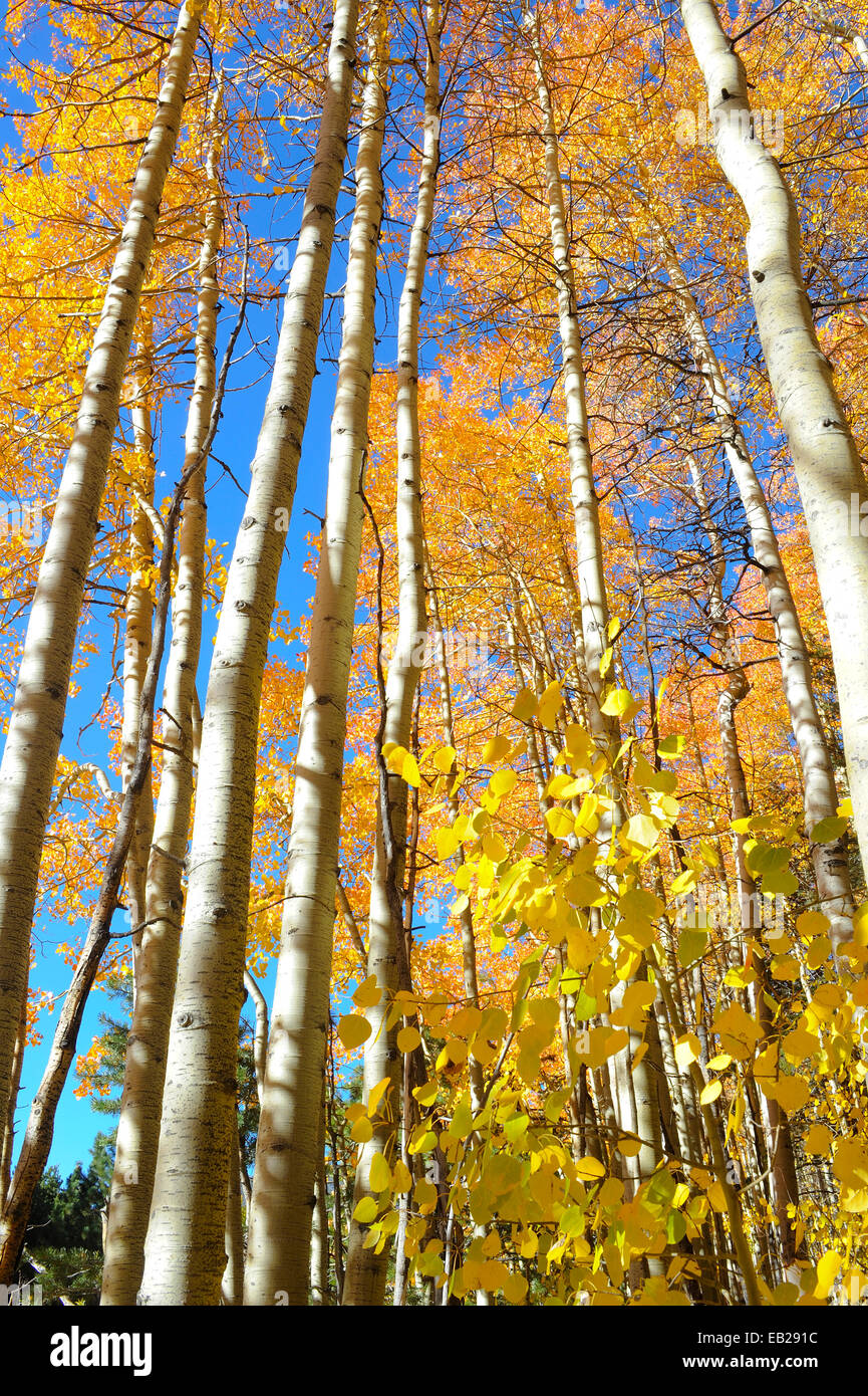 Un cluster di scintillanti giallo Aspen evidenziare l'arrivo dell'autunno nelle montagne della Sierra Nevada. Foto Stock