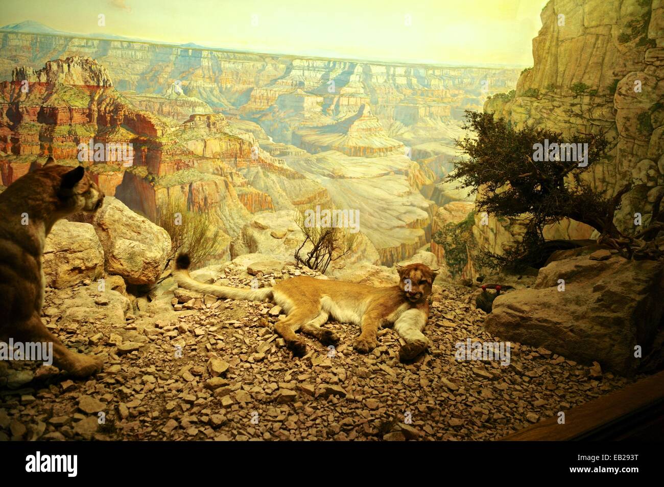 Museo di Storia Naturale di New York Foto Stock