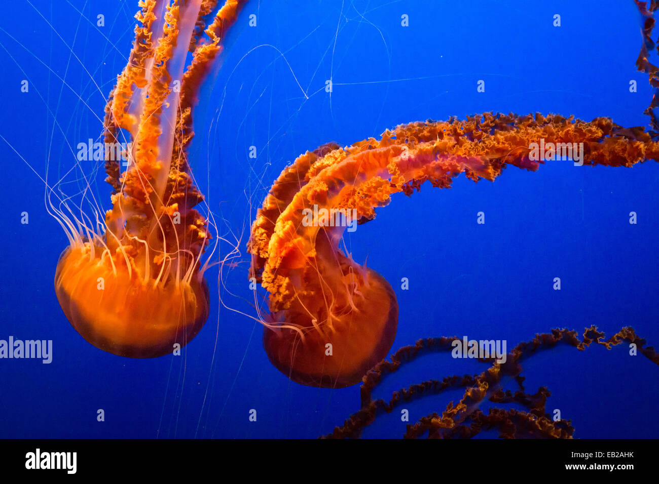 Due meduse si muovono attraverso l'acqua in un serbatoio al Monterey Bay Aquarium su Cannery Row a Monterey in California, Stati Uniti d'America. Foto Stock