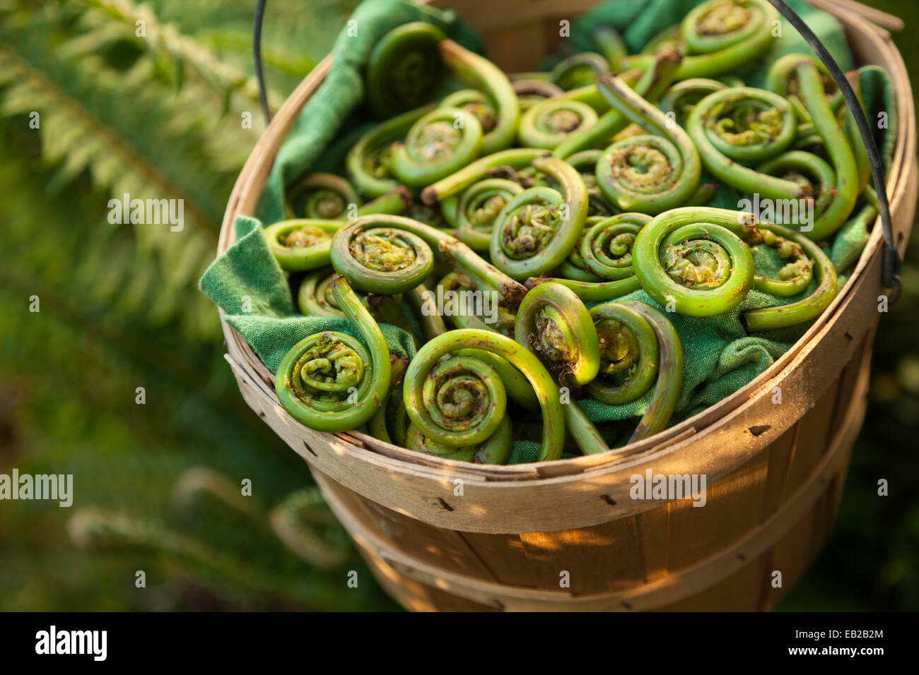 Fiddleheads in un cestello Foto Stock