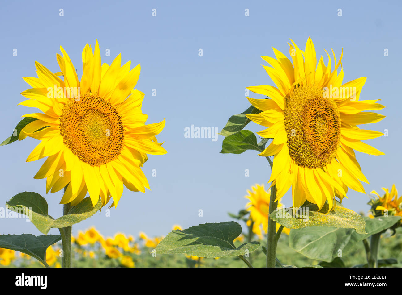 Due grandi mature girasoli in estate cielo blu sullo sfondo Foto Stock