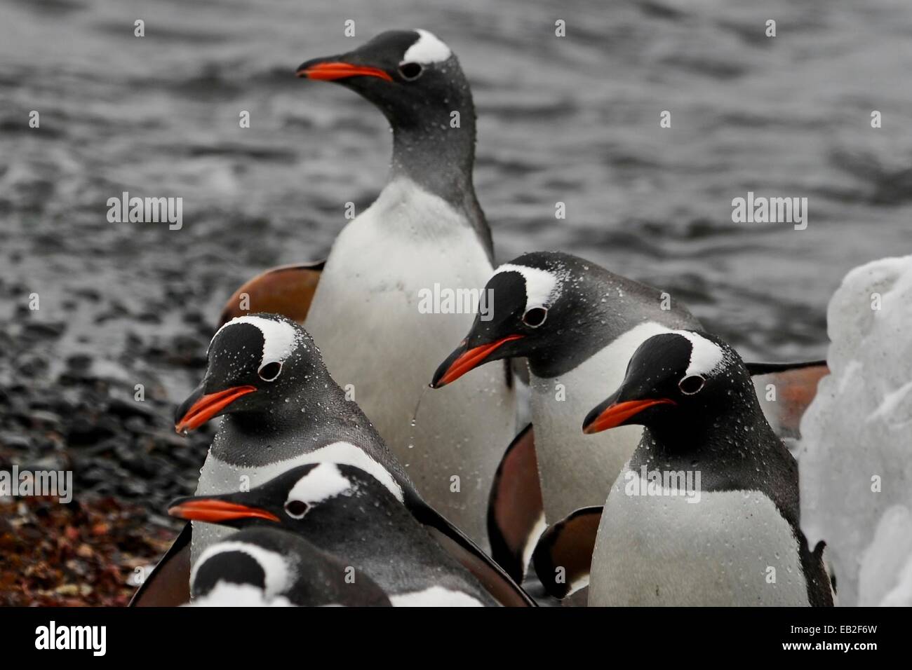 Gentoo Penguin Pygoscelis papua, passo fuori delle acque gelide dopo una nuotata intorno alle isole Aitcho, un gruppo di isole all'ingresso nord della lingua inglese stretto. Foto Stock