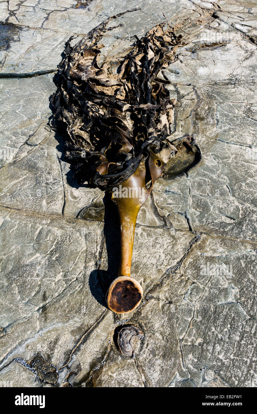 La bassa marea rock impressioni dal potente adesivo Bull Kelp tenere digiuni. Foto Stock