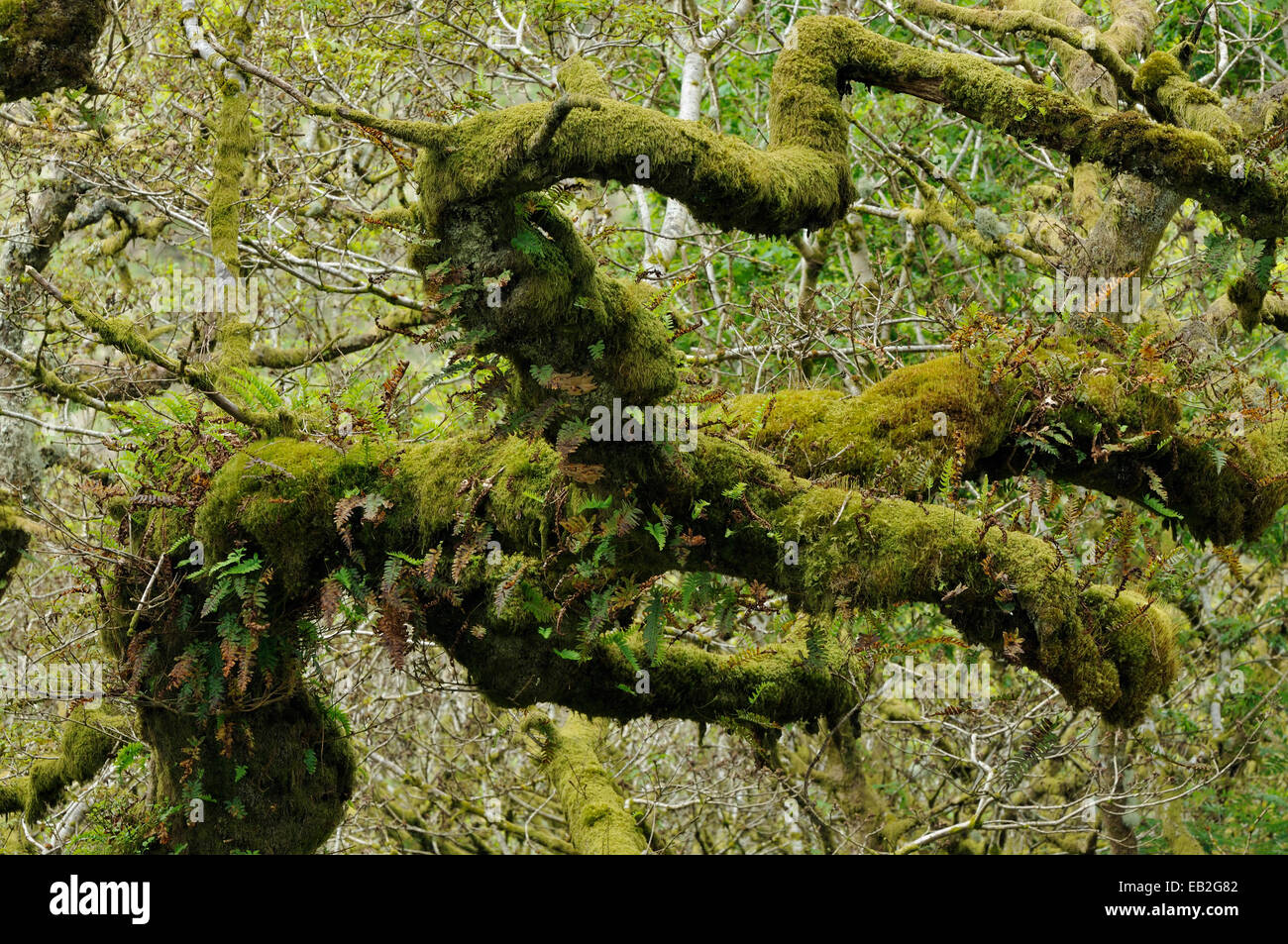 Ritorto ramo di quercia con epiphytic muschi e felci Wistman il legno, Dartmoor Devon Foto Stock