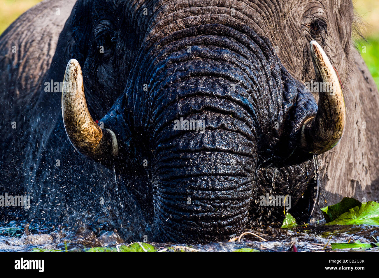 Gli elefanti africani tirare su impianti idrici per mangiare con zanne e il tronco. Foto Stock