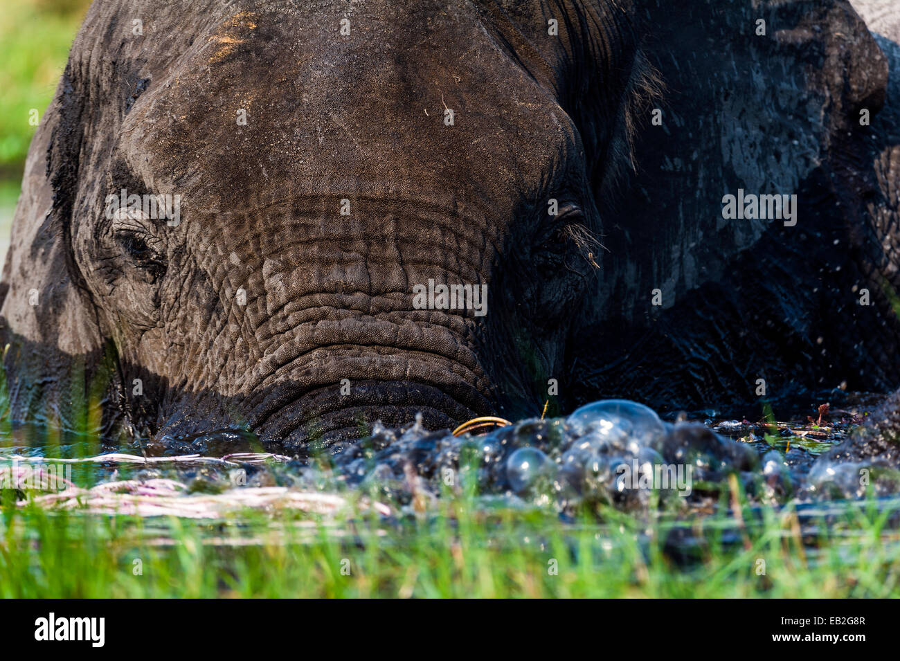 Un elefante africano a soffiare bolle con il tronco in una zona umida. Foto Stock