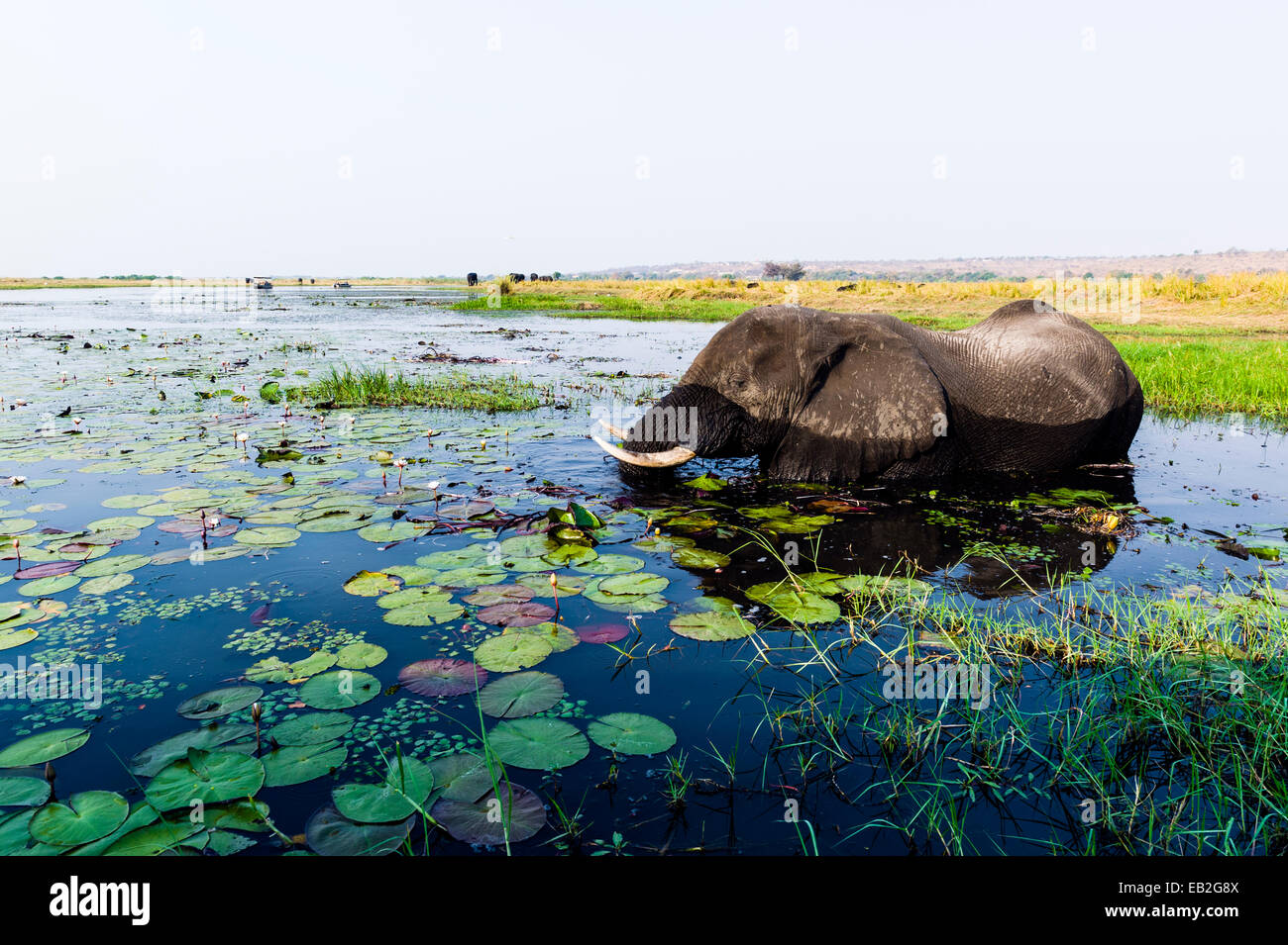 Un elefante africano di alimentazione acqua su piante in una zona umida allagata. Foto Stock