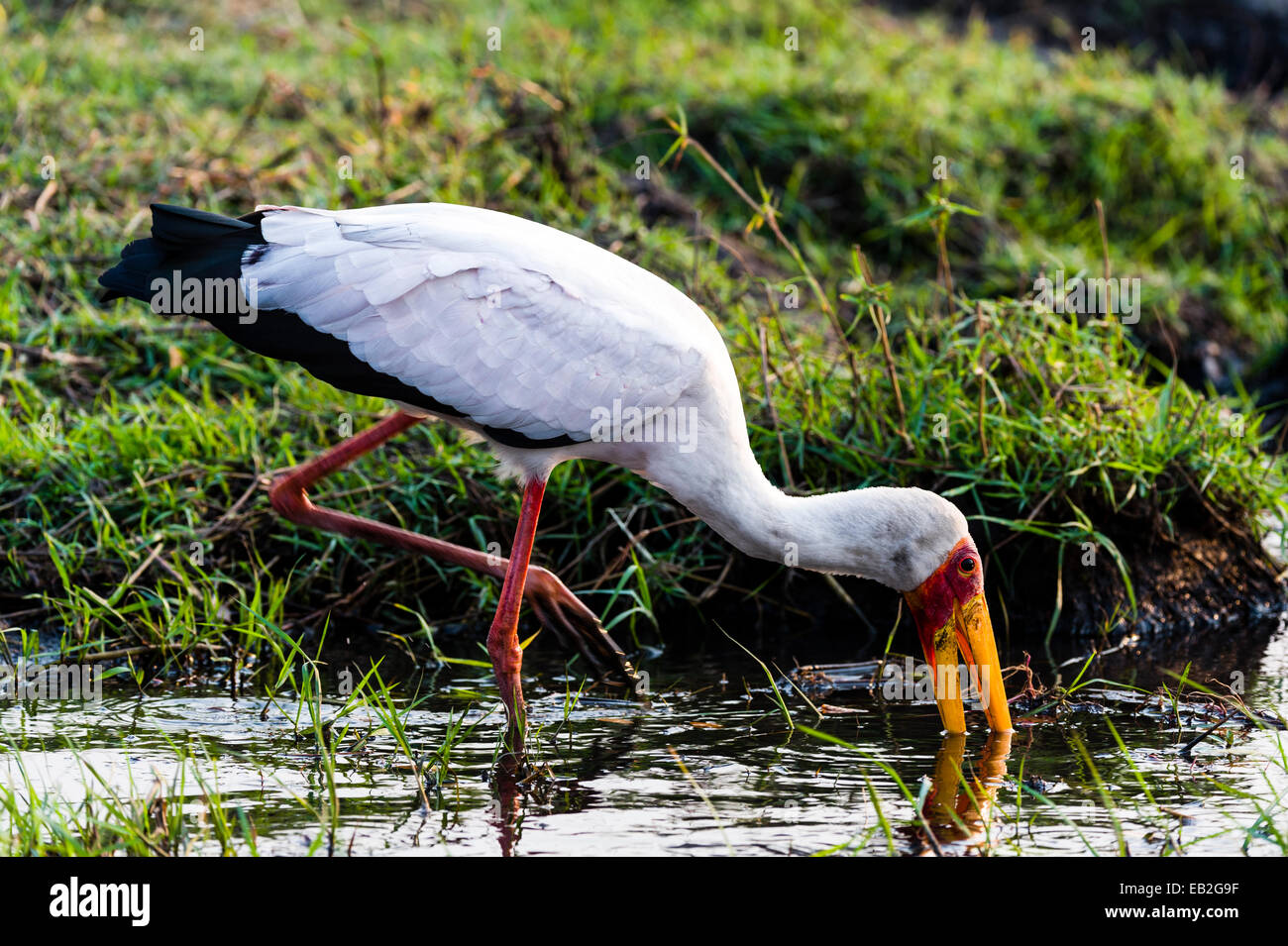 Un giallo-fatturati Stork caccia con la sua distinta per acquatici preda delle paludi. Foto Stock