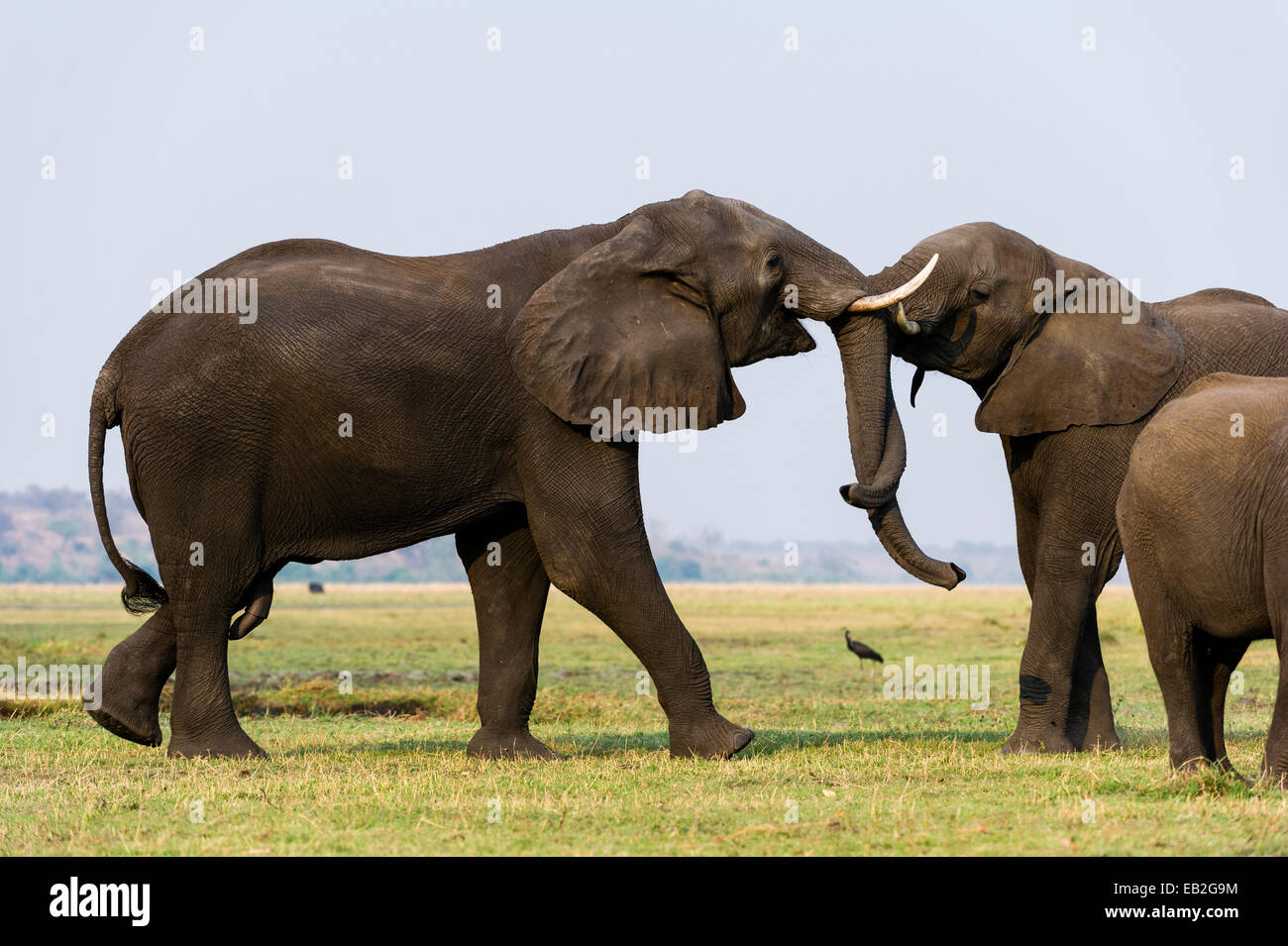 Una coppia di elefanti africani utilizzare forza per la battaglia su una cassa di espansione. Foto Stock