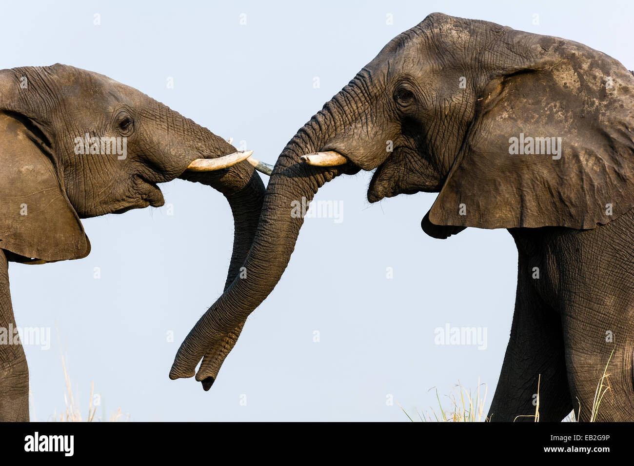 Una coppia di elefanti africani usano i loro tronchi di comunicare da toccare. Foto Stock