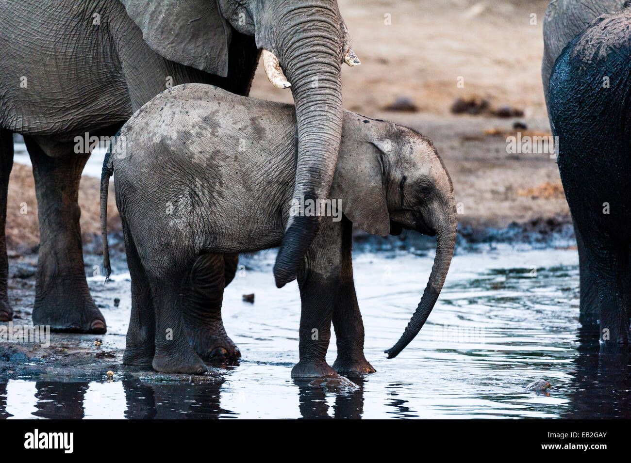 Una madre elefanti africani tronco accarezza il suo vitello in un fiume. Foto Stock