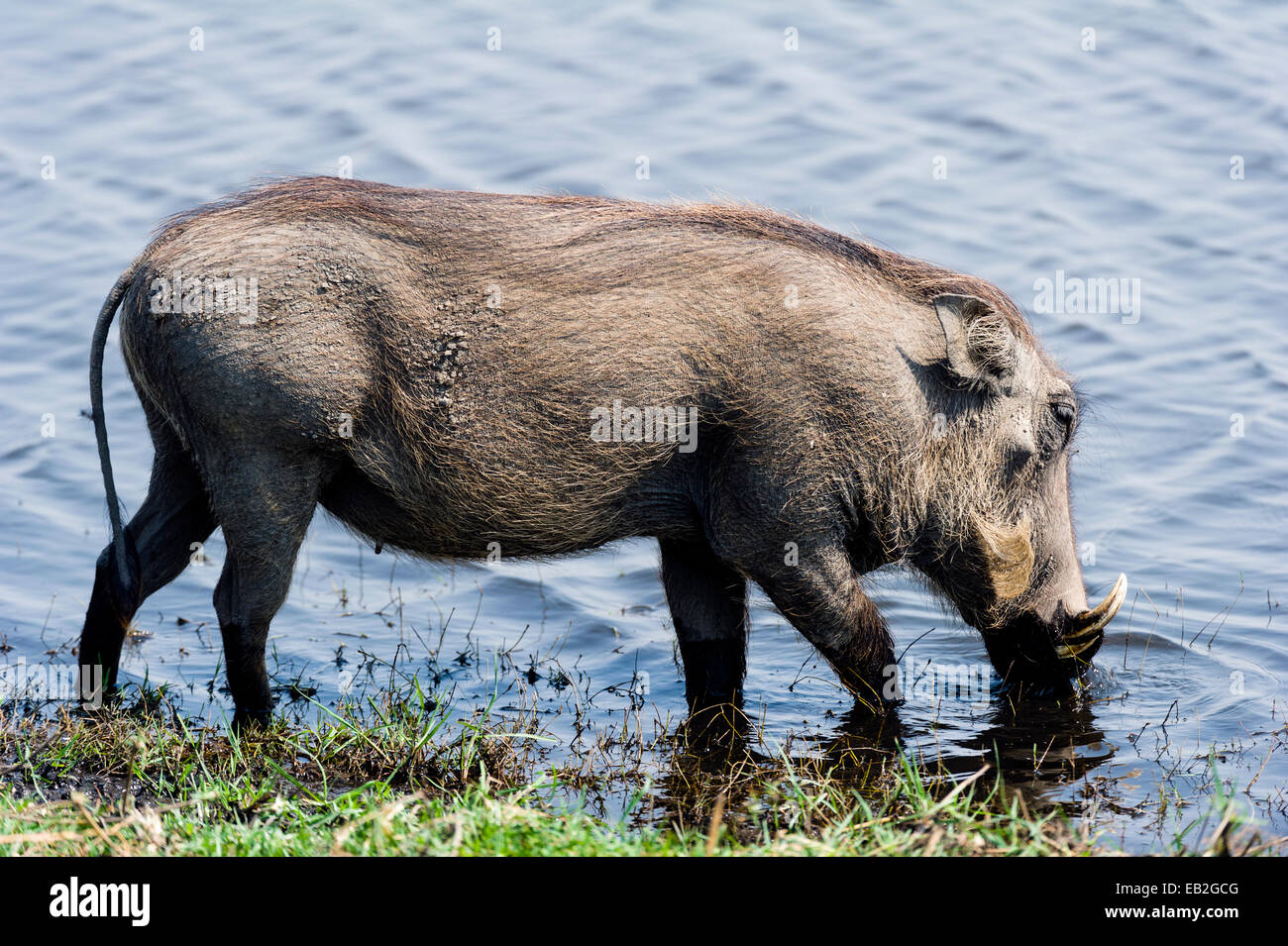 Un Warthog bere da una zona umida all'altezza della stagione secca. Foto Stock