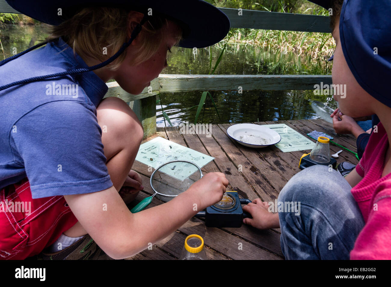 I ragazzi di piccole dimensioni utilizzano una speciale lente di ingrandimento per osservare il laghetto acquatico vita su una gita scolastica. Foto Stock