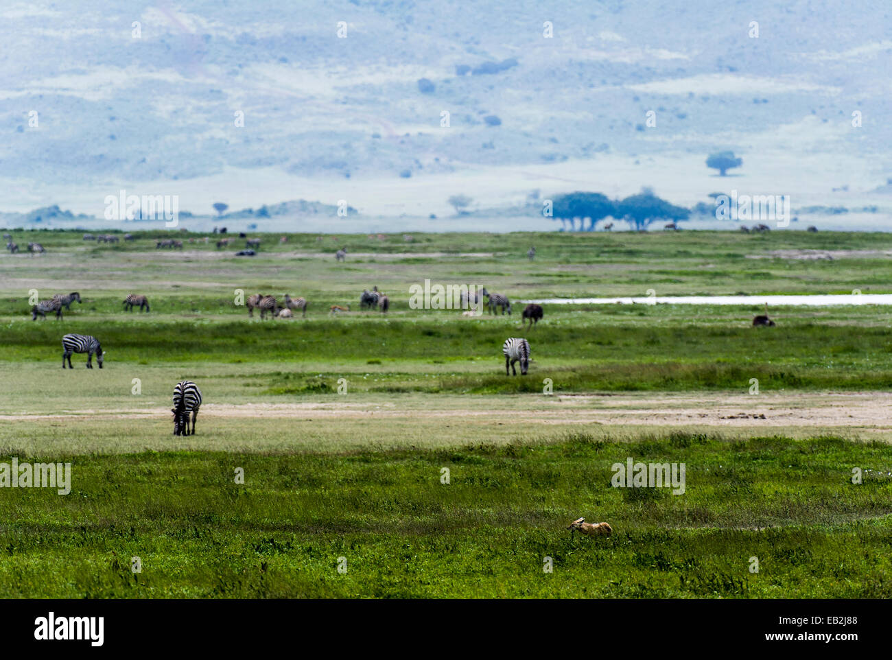 Un Golden Jackal si muove tra Zebra pascolano sulla savana. Foto Stock