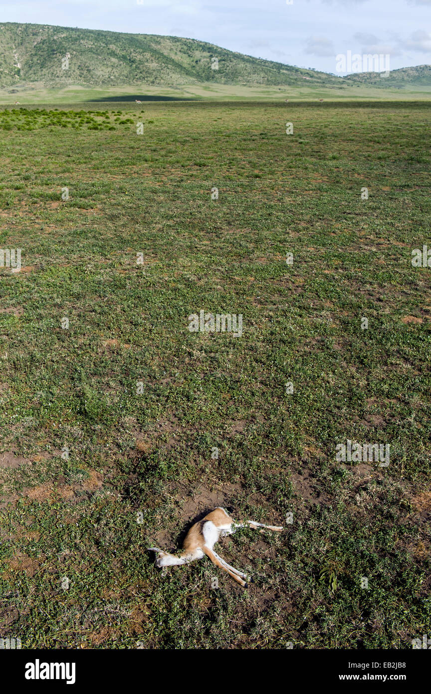 Un morto Thomson gazzella fawn abbandonate sulla pianura di Savannah dopo essere stato ucciso da un predatore. Foto Stock