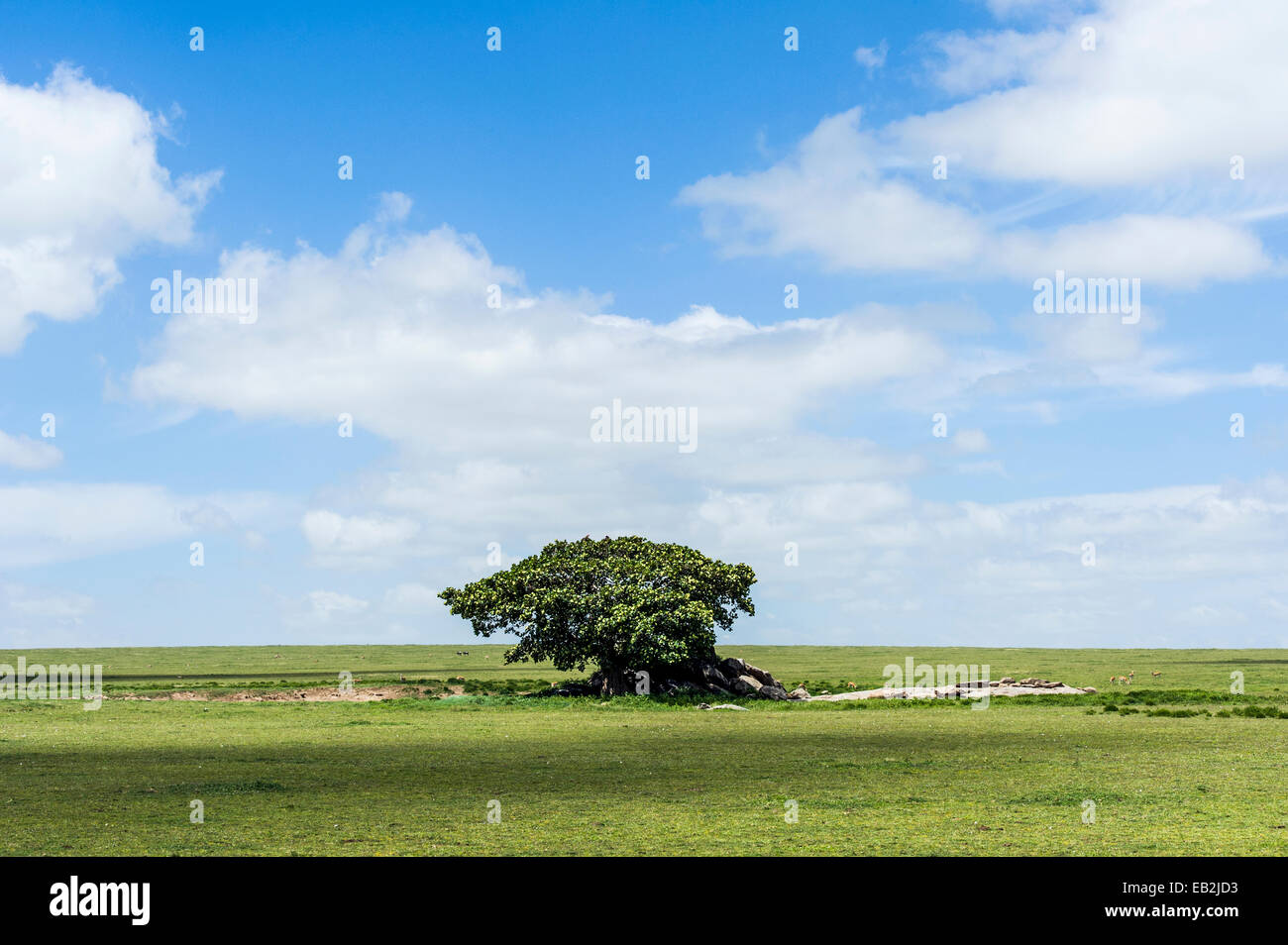 Una roccia Fig fornisce un riparo per la fauna selvatica su un affioramento di granito noto come un kopje sulla pianura di Savannah. Foto Stock