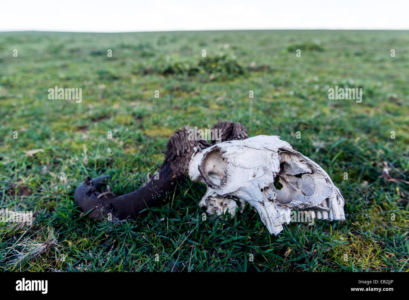 Un blu Gnu cranio sbiancato sull'erba corta savannah pianura con tromba falena casi larvale sui corni. Foto Stock