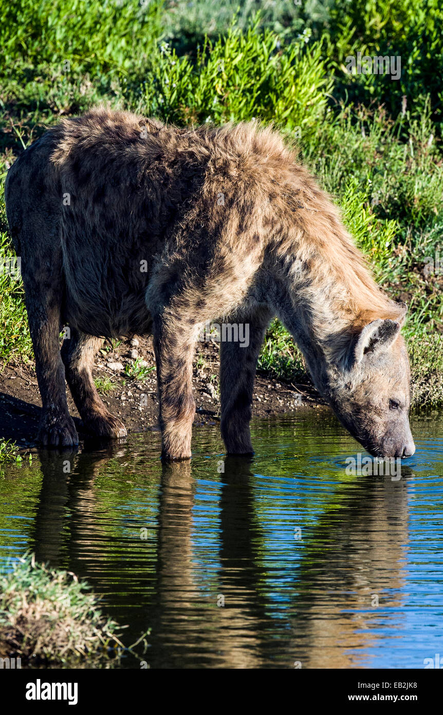 Una sete Spotted Hyena bevendo un waterhole durante il calore del tardo pomeriggio di calore. Foto Stock