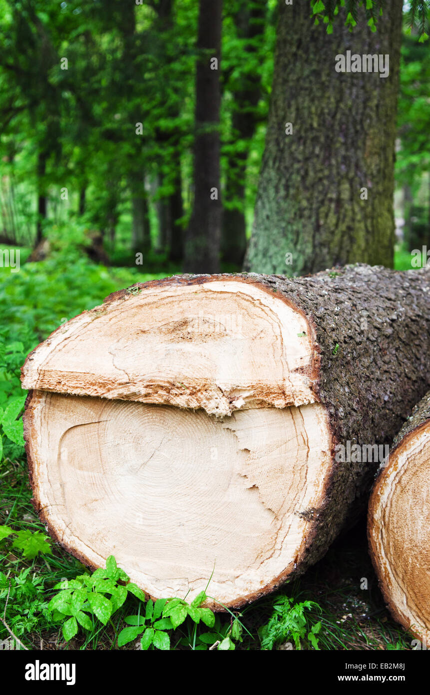 Pila di taglio fresco di alberi in una foresta Foto Stock