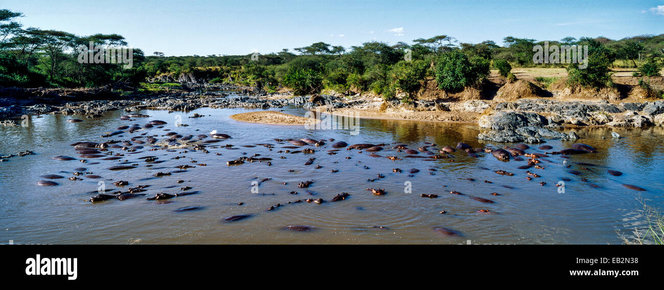 Un pod di Nilo ippopotamo rilassarsi e dormire in un waterhole durante il calore del giorno. Foto Stock