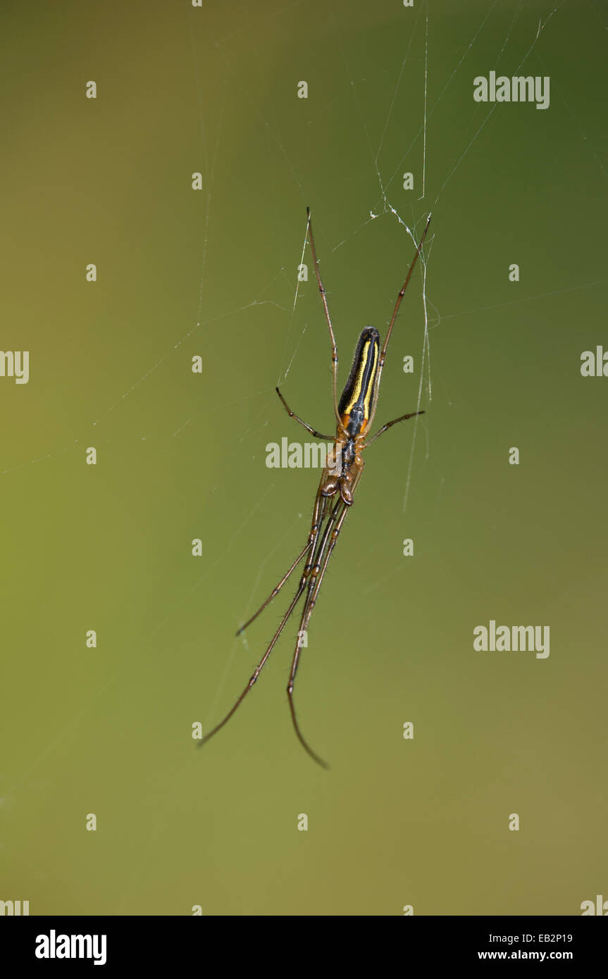 A lungo a ganasce Spider (Tetragnatha extensa), Versoix, Cantone di Ginevra, Svizzera Foto Stock