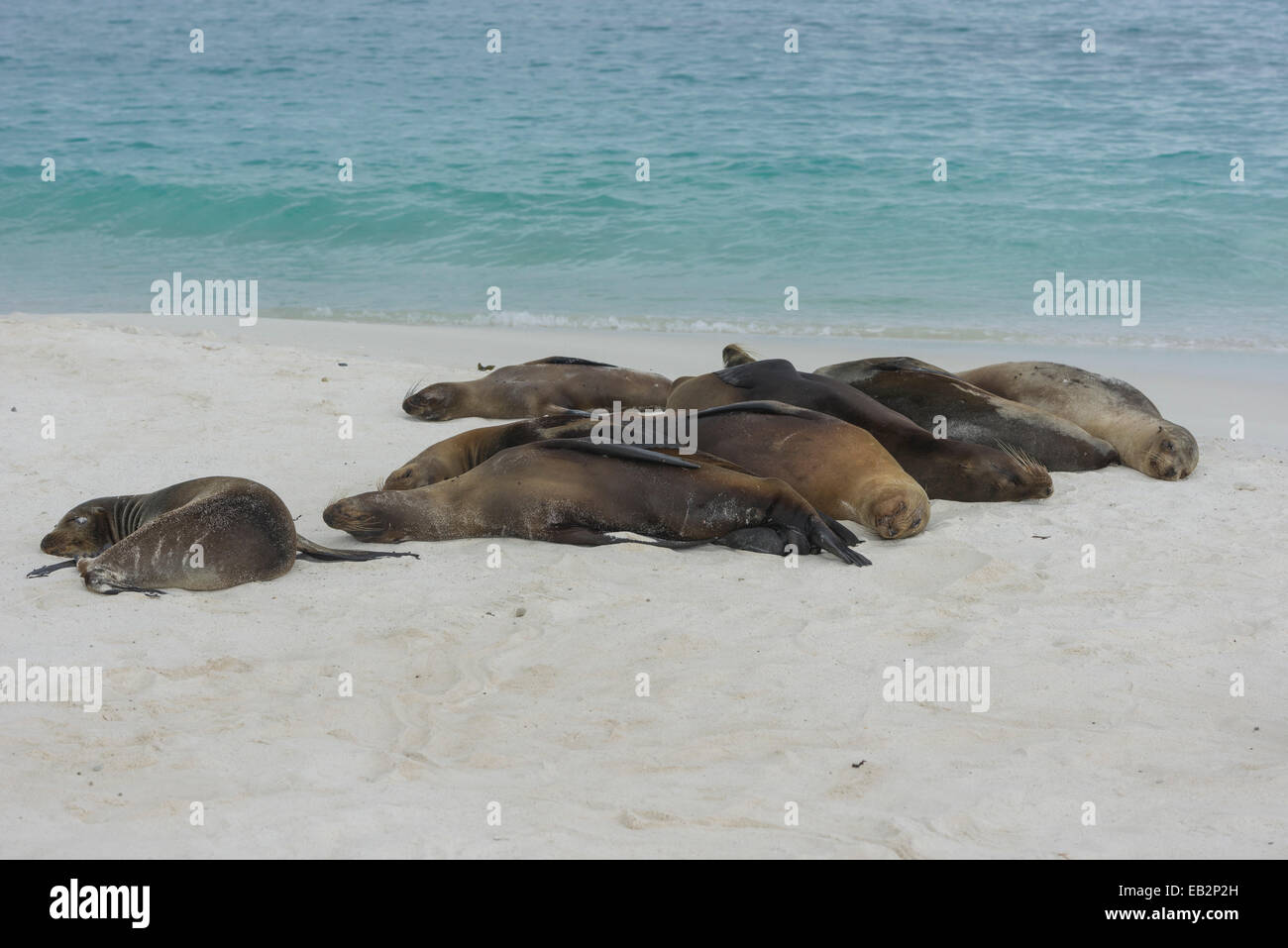 Sleeping Galapagos i leoni di mare (Zalophus wollebaeki), Española Island Isole Galapagos, Ecuador Foto Stock