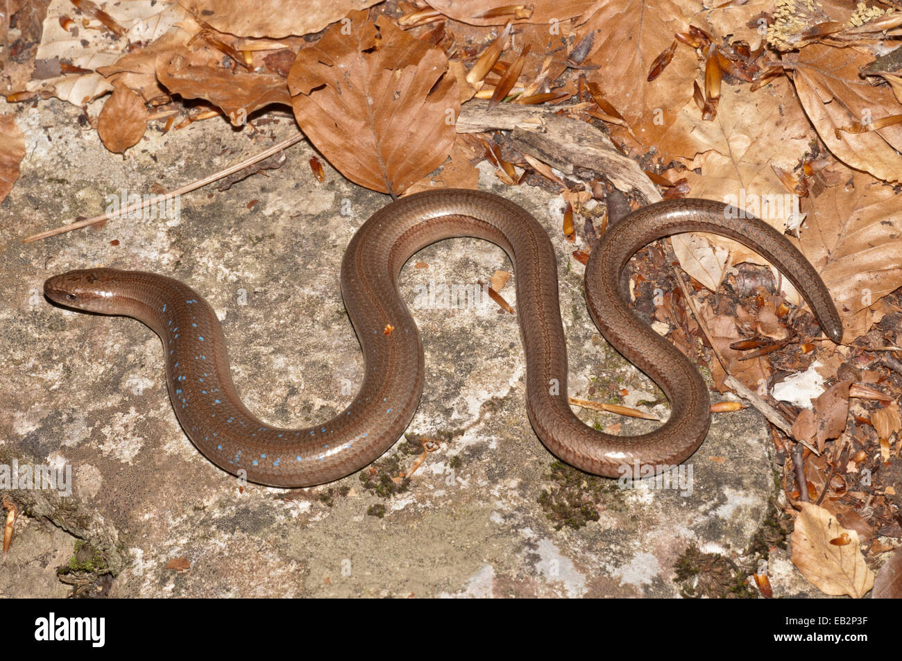 Slow Worm (Anguis fragilis) con macchie blu crogiolarsi al sole, Monte Olimpo, Litochoro, Macedonia centrale, Grecia Foto Stock