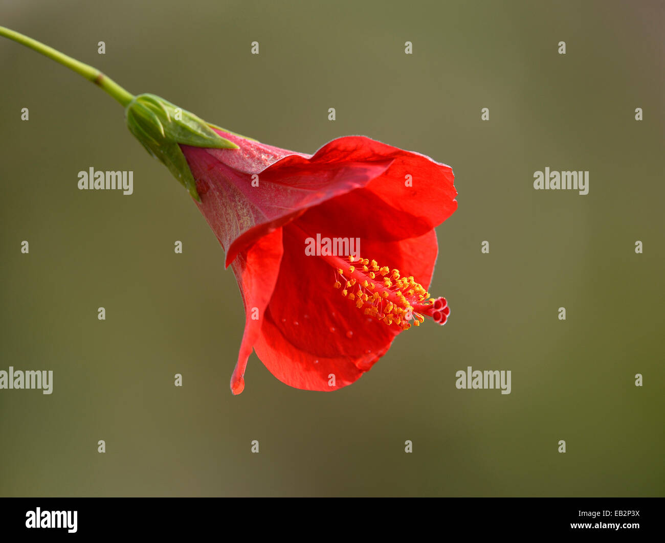 Rosso di fiori di ibisco (Hibiscus rosa-sinensis), Stoccarda, Baden-Württemberg, Germania Foto Stock