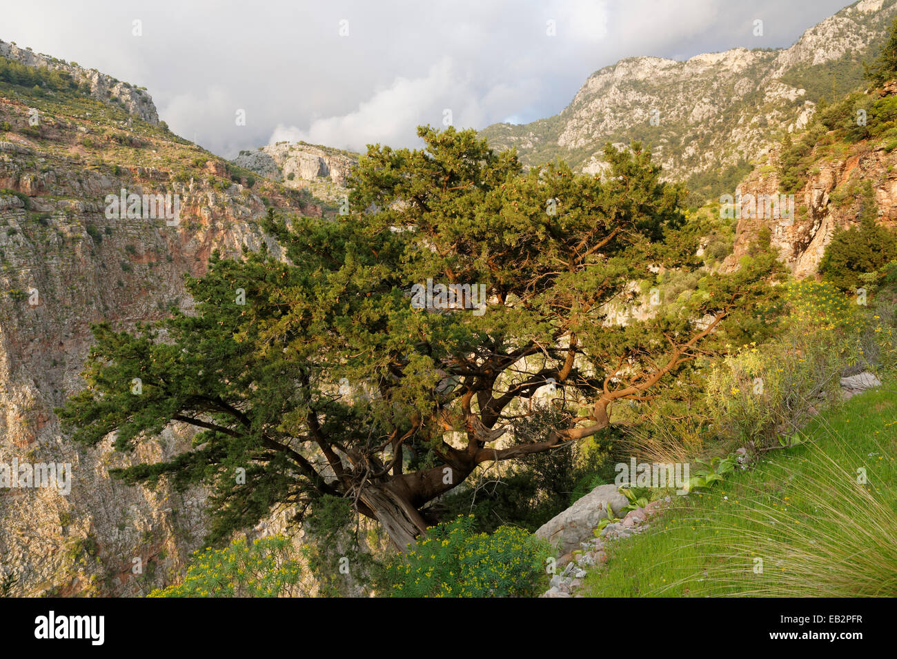 Phoenicean ginepro o Arâr (Juniperus phoenicea), cresce nella Valle delle Farfalle o Kelebek Vadisi, Lycian Coast, vicino Faralya Foto Stock