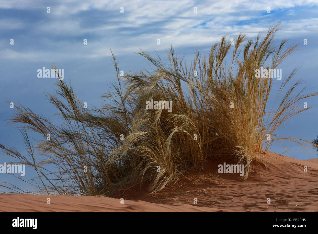 Erba che cresce sull'Elim Dune, Namib, Regione di Hardap, Namibia Foto Stock