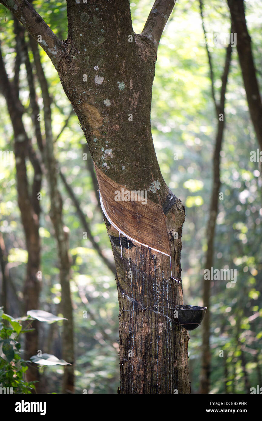 Struttura in gomma (Hevea Brasiliensis), gomma naturale produzione su una piantagione, Peermade, Kerala, India Foto Stock