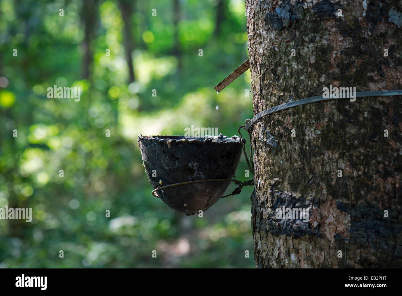 Struttura in gomma (Hevea Brasiliensis) con recipiente di raccolta, gomma naturale produzione su una piantagione, Peermade, Kerala, India Foto Stock