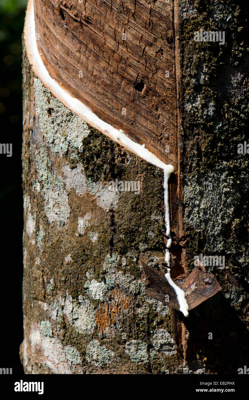 Gomma incisi Tree (Hevea Brasiliensis), gomma naturale produzione su una piantagione, Peermade, Kerala, India Foto Stock