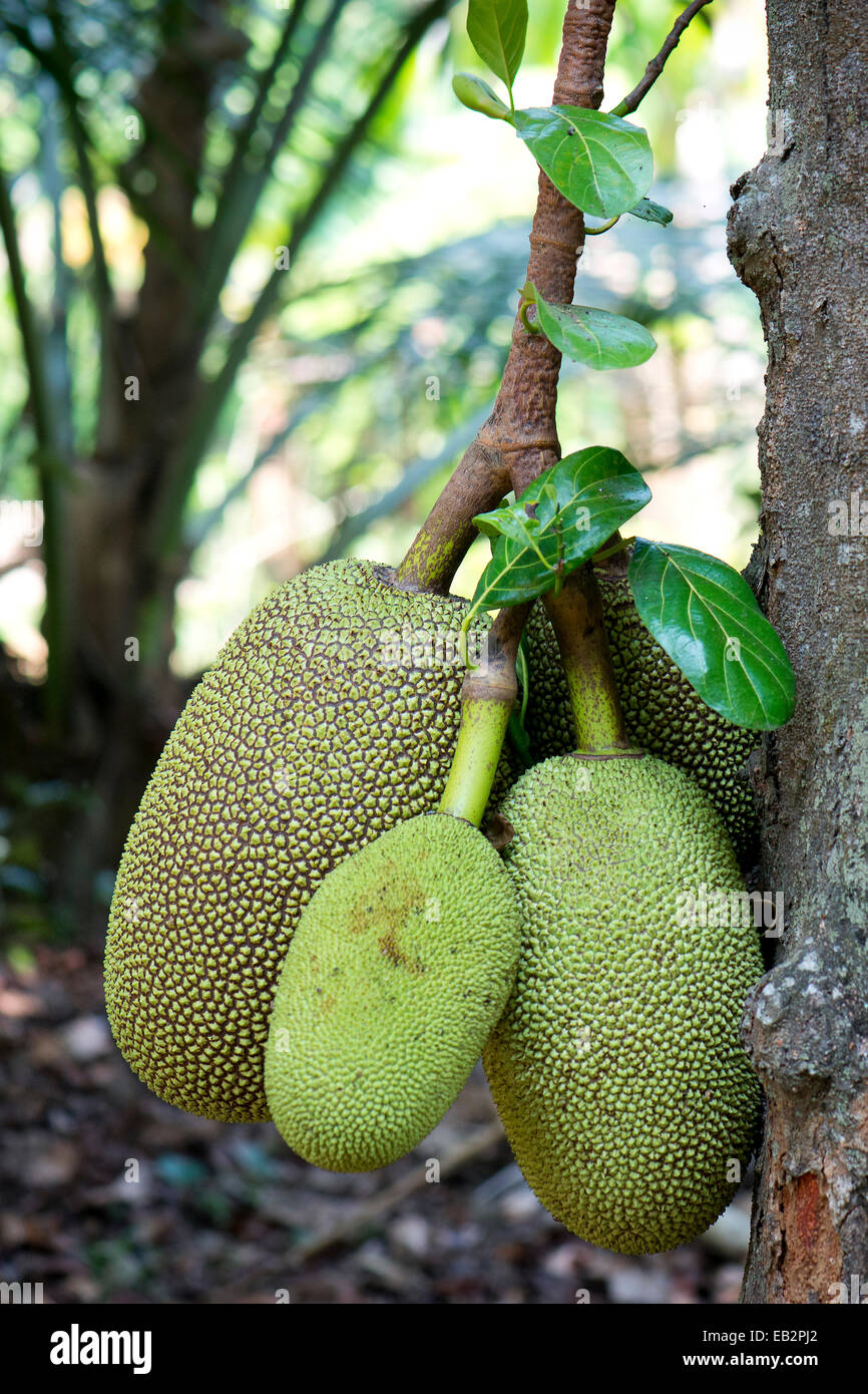 Jackfruit o Jack Tree (Artocarpus heterophyllus), la frutta che cresce sull'albero, Peermade, Kerala, India Foto Stock