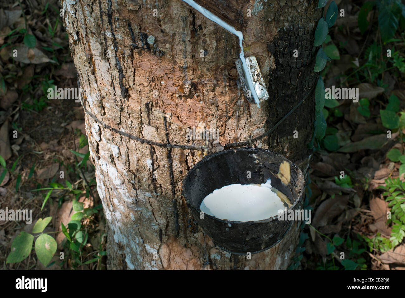 Gomma incisi Tree (Hevea Brasiliensis) con recipiente di raccolta, gomma naturale produzione su una piantagione, Peermade, Kerala Foto Stock